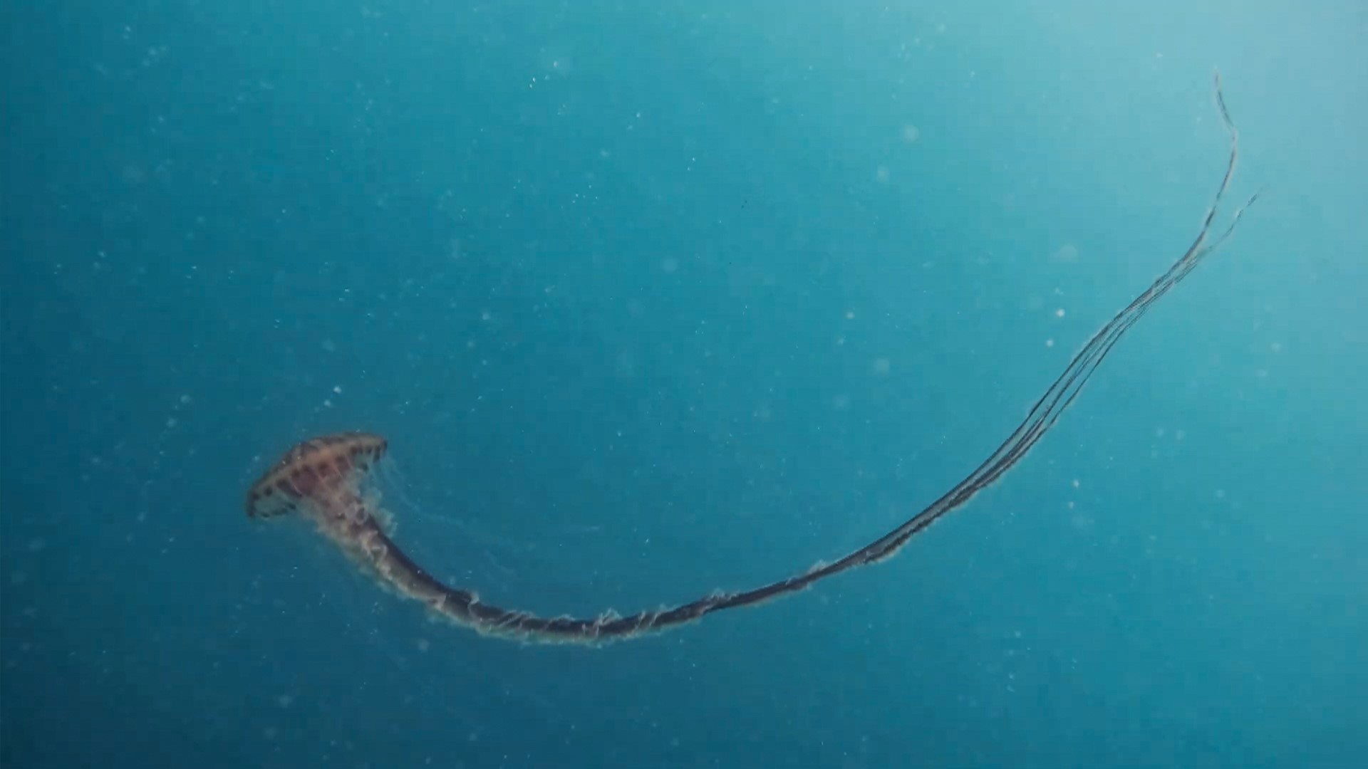 İstanbul’da 4 metrelik zehirli denizanası böyle görüntülendi