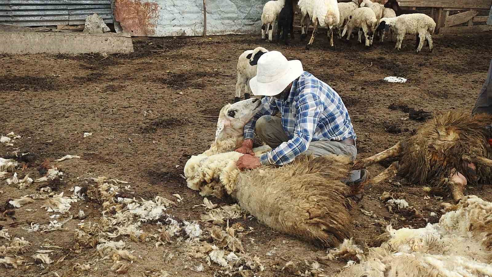 Kurt sürüsü 17 koyunu telef etti