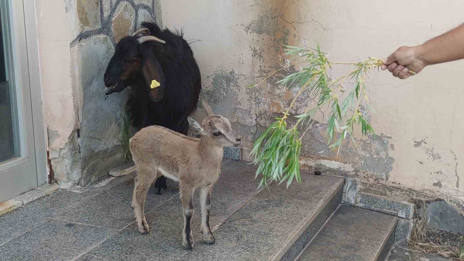 Yavru yaban keçisi süt annesine alıştı