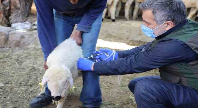 8 bin 885 hayvanın aşı ve küpeleme ücreti Talas Belediyesi’nden