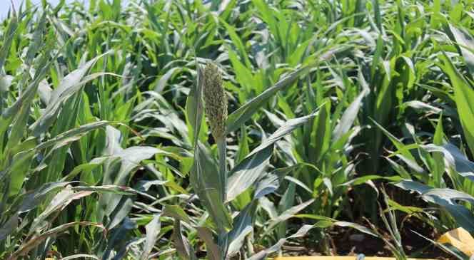 Manisa’da mısırın alternatifi şeker sorgumunun üretimi artıyor