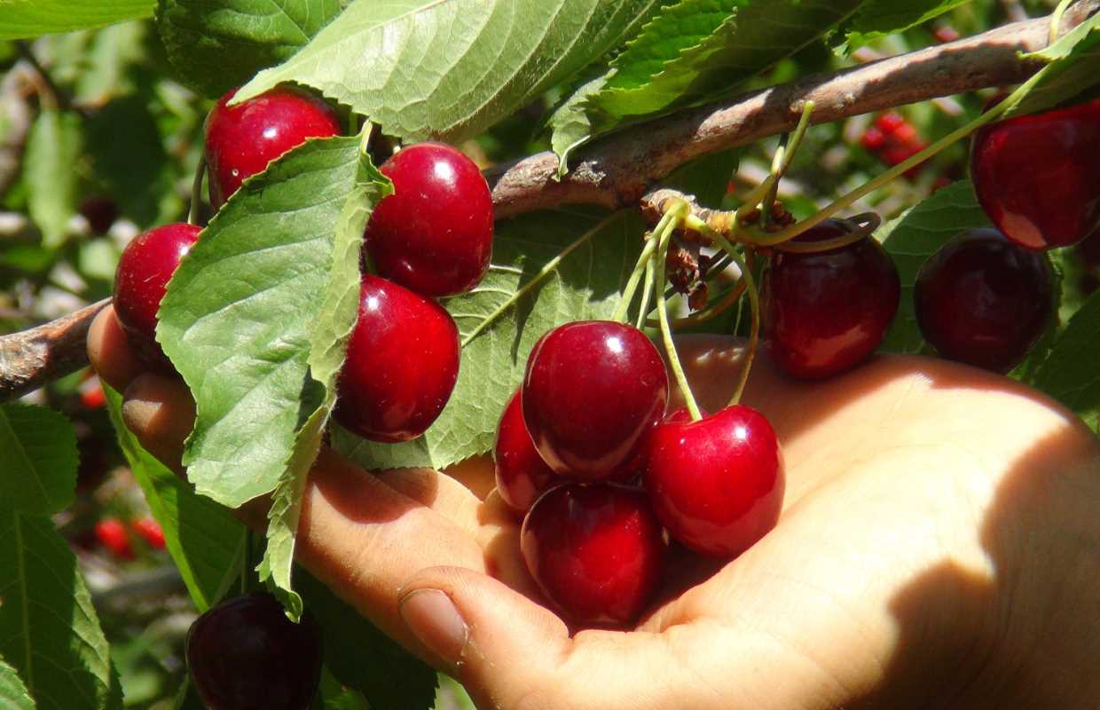 Türkiye’nin en geç kiraz hasadı Ahlat’ta yapılıyor