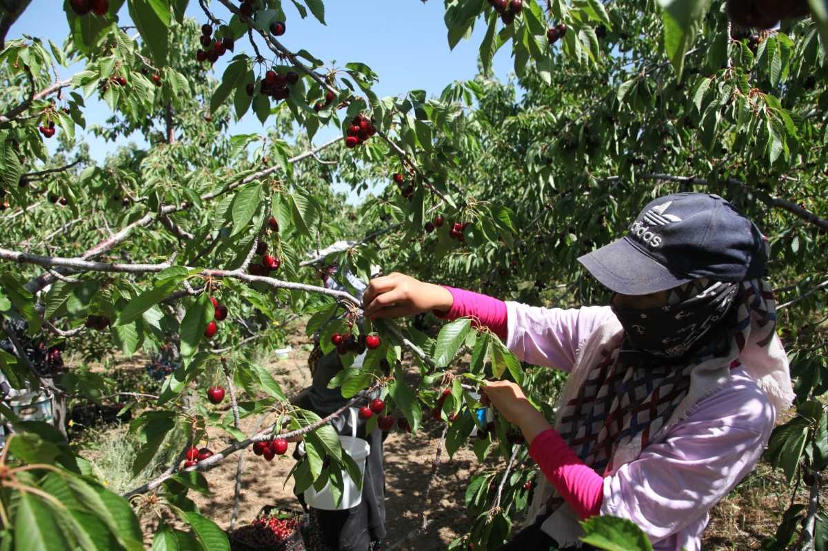 Türkiye’nin en geç kiraz hasadı Ahlat’ta yapılıyor