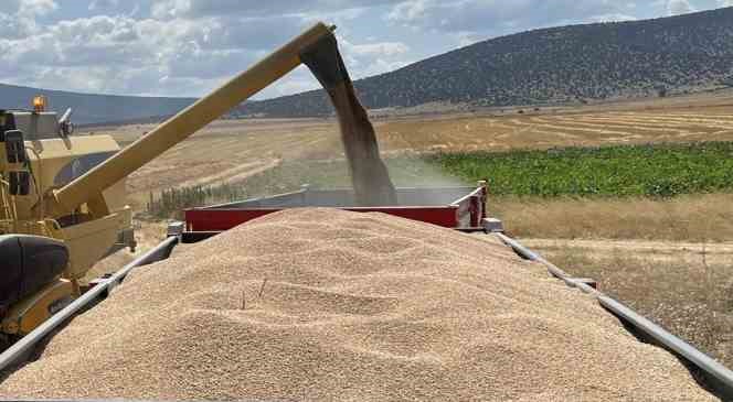 Çifteler ilçesinde çiftçi dönümden 1 ton buğday hasat etti