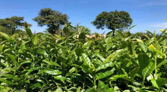 Çay üreticileri artık ÇAYKUR’a ait fabrikalara da çay satabilecek