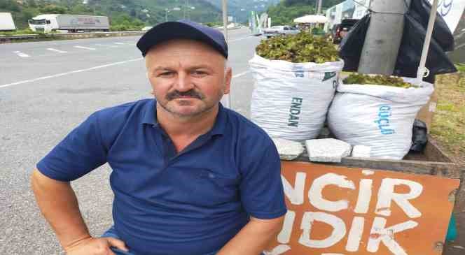 Ordu’da taze fındık tezgahlara indi