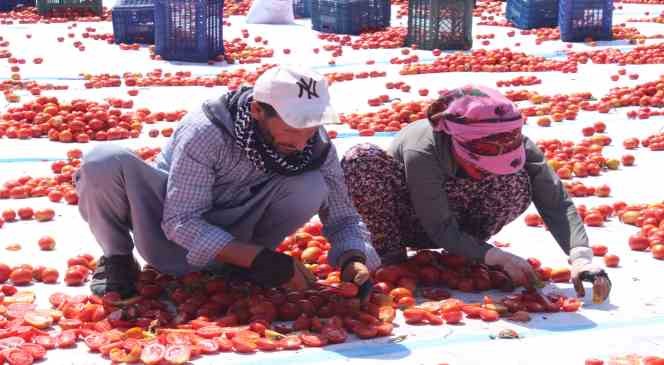 Torbalı Ovası gelincik tarlasına döndü