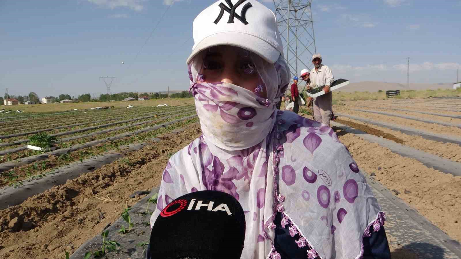 Van’da mevsimlik tarım işçileri bunaltıcı sıcaklara rağmen tarlalarda çalışmayı sürdürüyor
