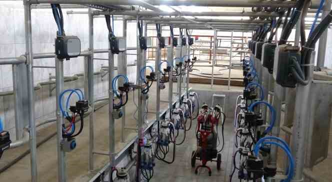 Siirt’te devlet desteğiyle kurulan çiftlikte günde 4 ton süt üretilecek