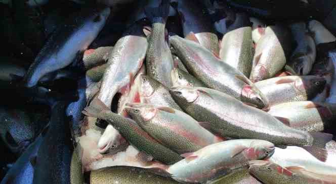 Bozkırın ortasında üretilen balıklar Avrupa’da sofraları süslüyor