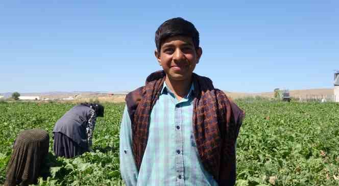Yozgat’ta mevsimlik tarım işçileri şeker pancarı tarlalarında rızıklarını çıkarıyor