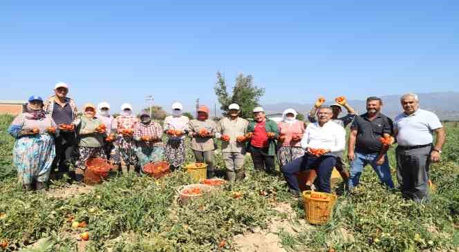 Aydın’da domates hasadı başladı