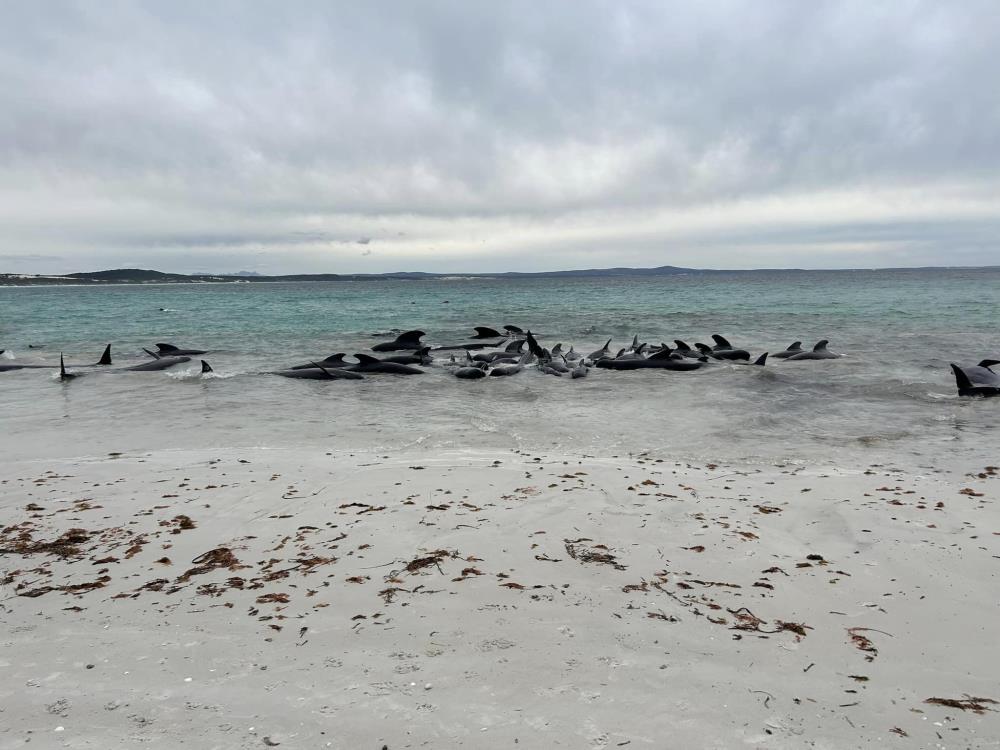Avusturalya’da 51 pilot balina kıyıya vurdu