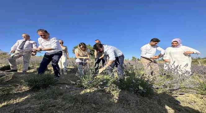 Safran’dan sonra lavanta üretimine rağbet arttı