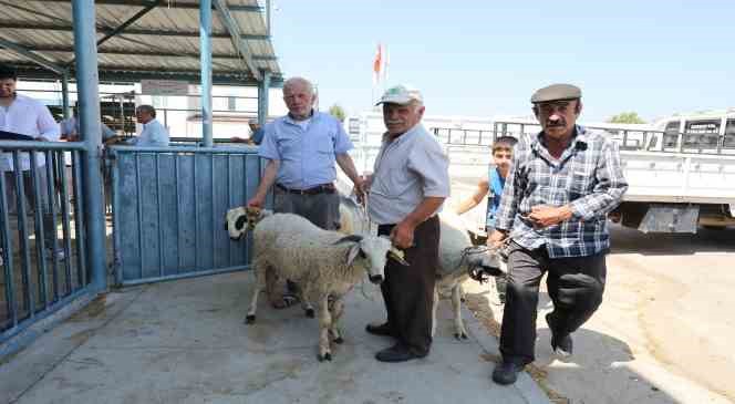 Denizli’de damızlık koç ve teke dağıtımı sürüyor