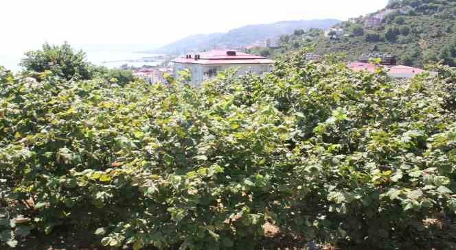 Fındık üreticisine ’erken hasat’ uyarısı: Zararı 240 milyon TL