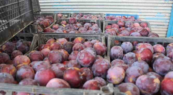 Iğdır’da yetiştirilen sebze ve meyveler il dışına satılıyor
