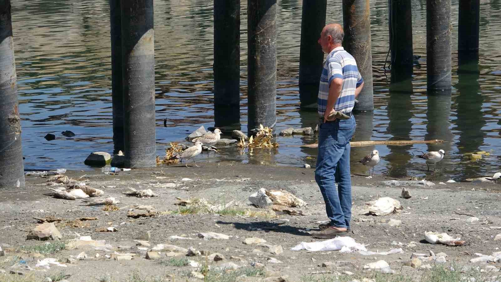 Van Gölü’nde acı fotoğraf: Binlerce martı öldü, binlercesi de ölümü bekliyor