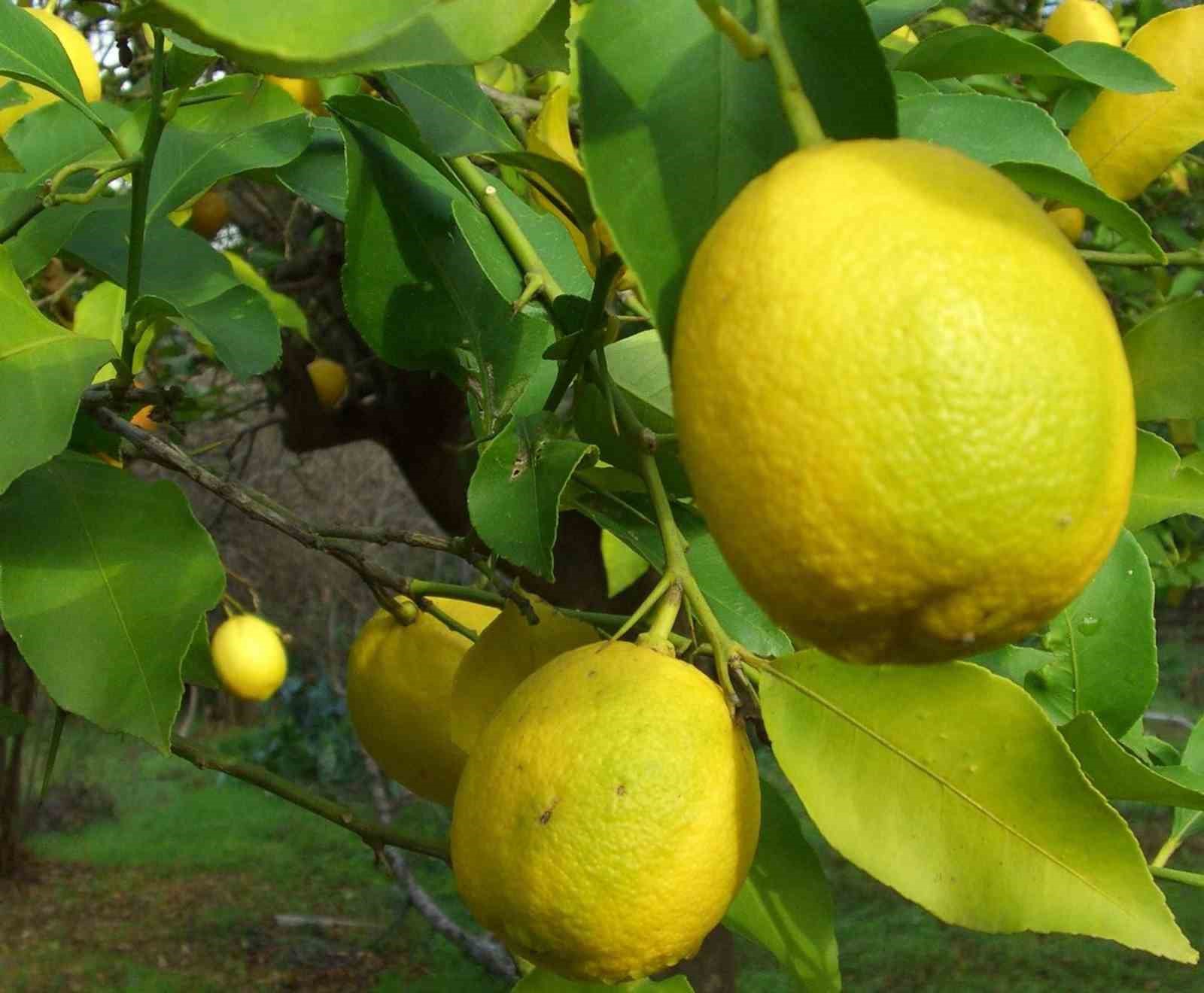 Muğla’da limon üretiminde yüzde 222 artış bekleniyor