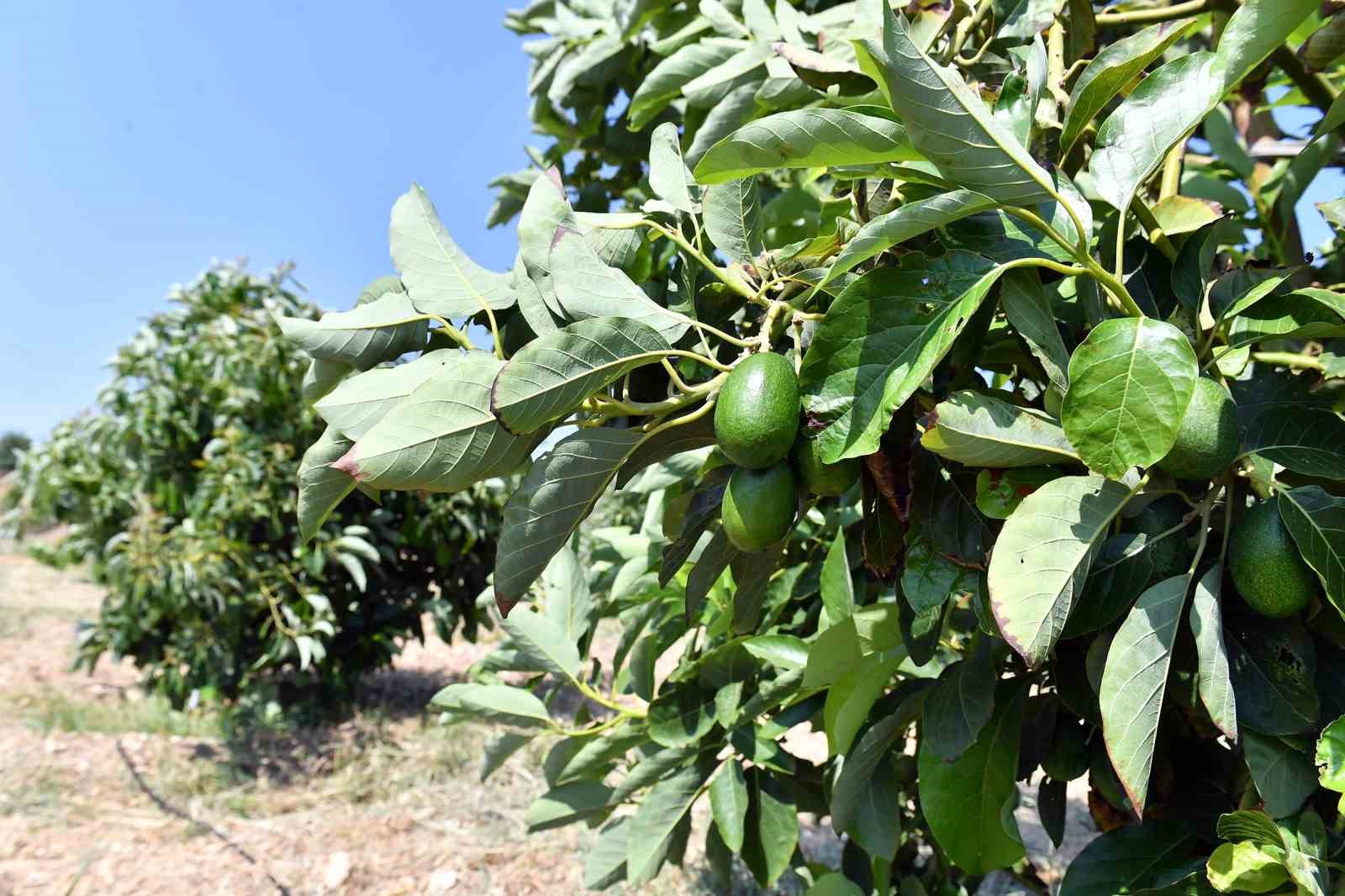 Mersin’de avokado fidanı desteği üreticilerin yüzünü güldürüyor