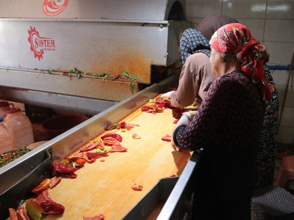 Salça sezonu başladı, damlar kızardı