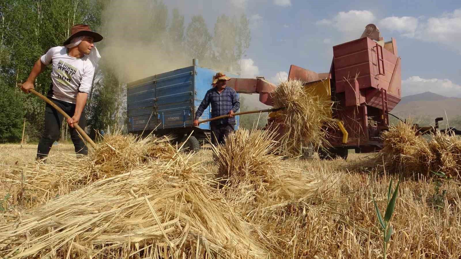 Van’da arpa hasadı başladı