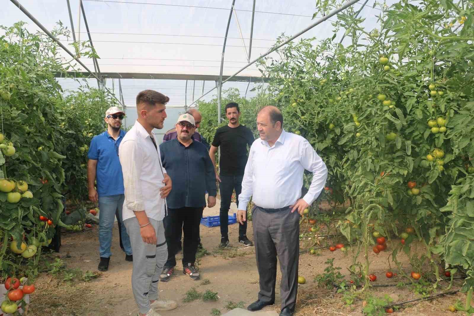 Erzincan’da 600 dekarlık sera işletmesinde üretilen domates, çevre illere pazarlanıyor
