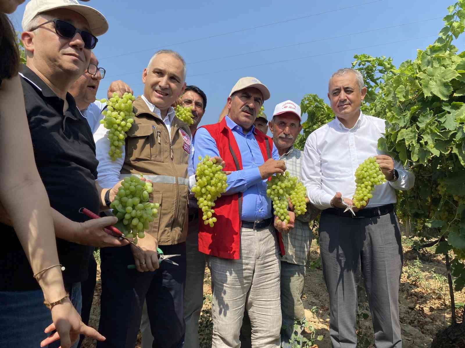 Yaş üzümde ihracat hedefi 200 milyon doların üzerinde