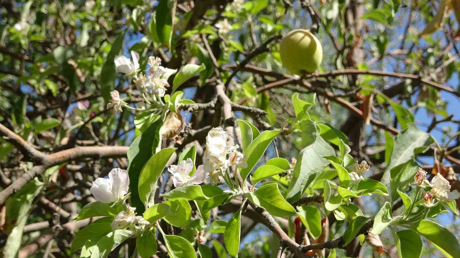 Elma ağacı hasat edilmeyi beklerken çiçek açtı