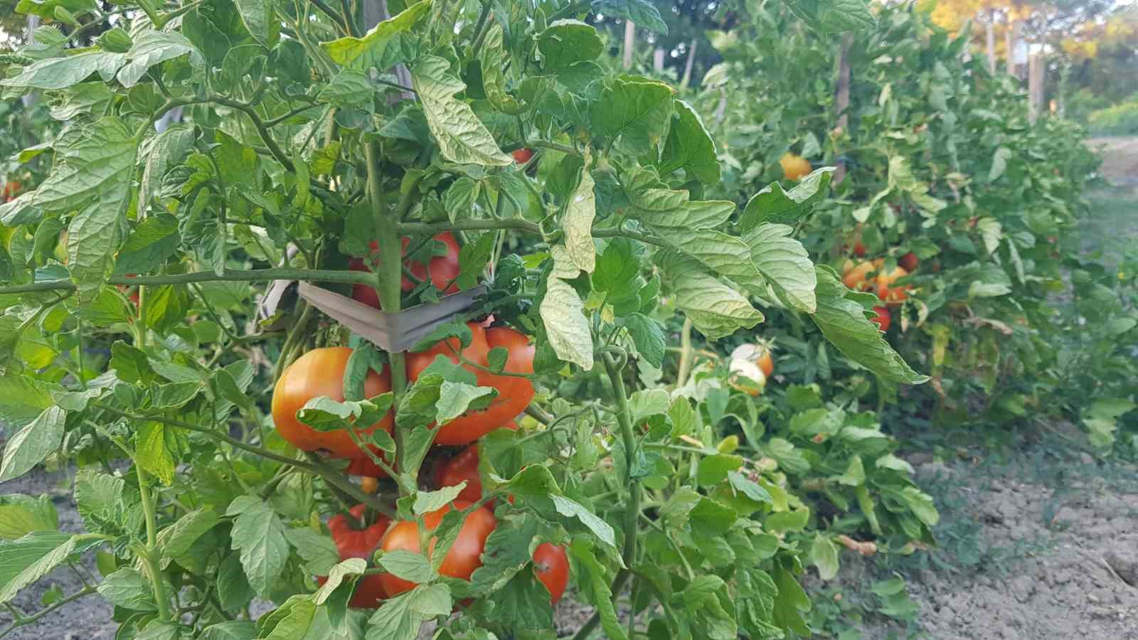 Lezzetiyle vazgeçilmez olan coğrafi işaretli maniye domatesinde hasat sürüyor