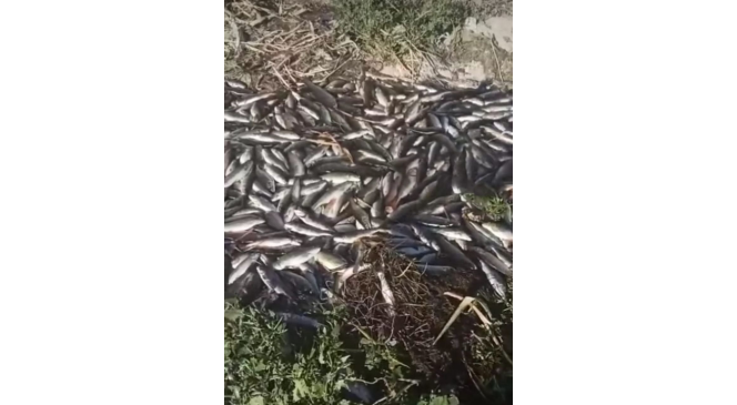 Gürpınar’daki tesiste binlerce balık telef oldu