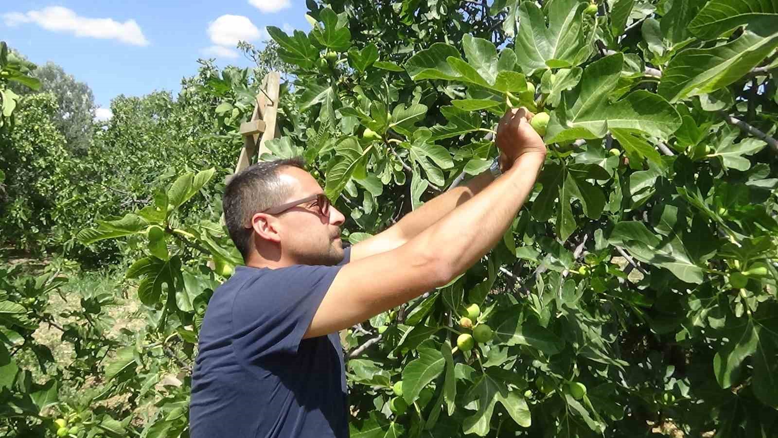 Coğrafi işaretli Havran siyah incirinde hasat başladı