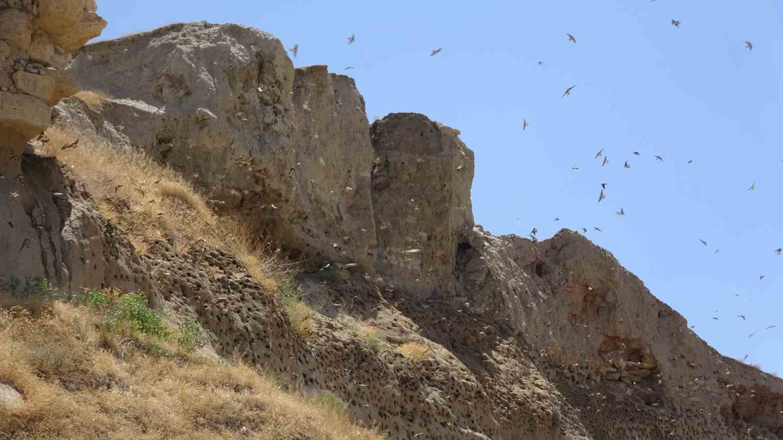 Van’ın Dilkaya Tepesi binlerce kırlangıca yuva oldu