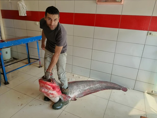 Tokat'ta yakalanan 2 metrelik yayın balığı satışa sunuldu: Kilosu 60 lira!