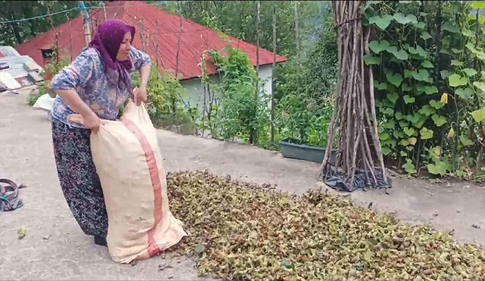 Giresunlu fındık üreticilerinin endişesi serbest piyasada oluşacak fındık fiyatı