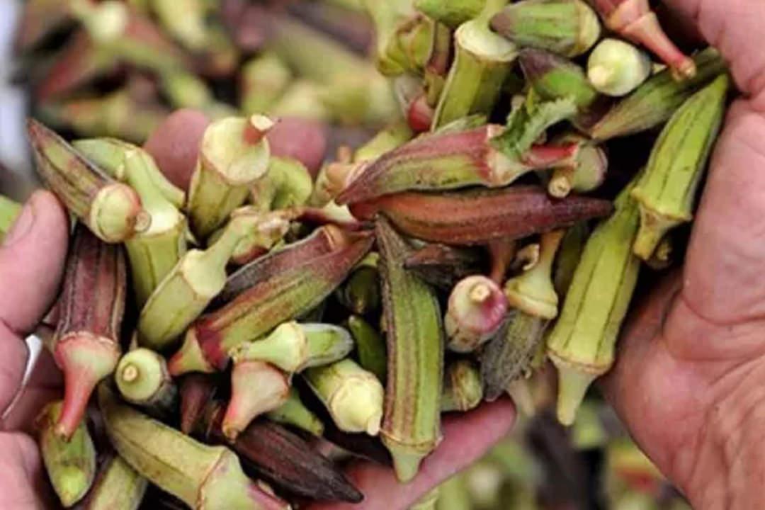 Bamya tohumunun faydaları: Kuru bamya tohumu nasıl kullanılır?