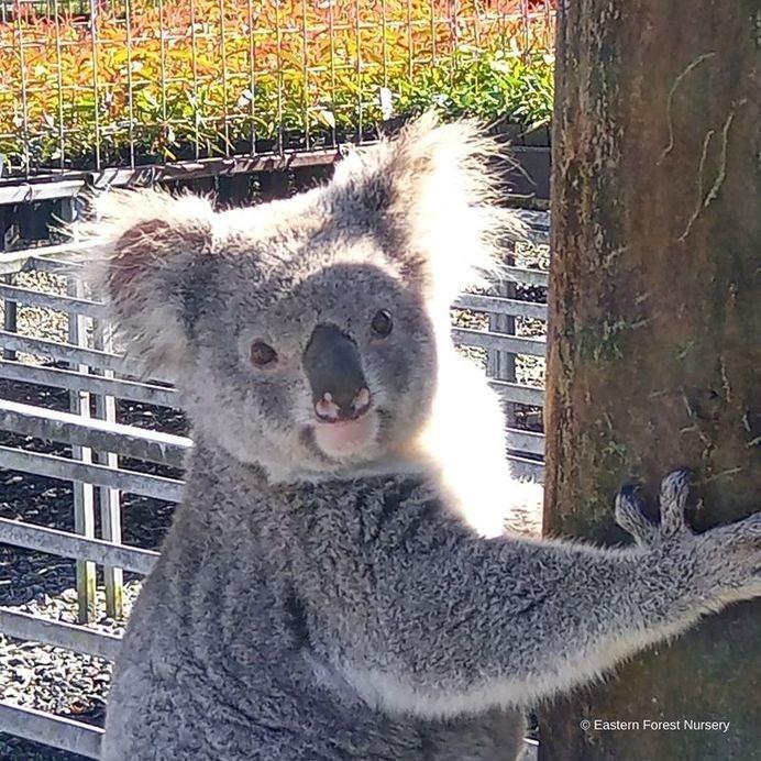 Avustralya'nın aradığı hırsız, koala çıktı