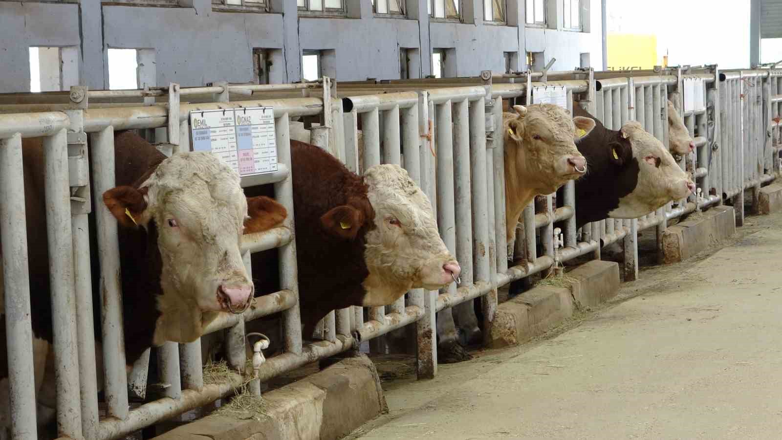 Malatya’da üretilen boğa spermaları dünyaya ihraç edilecek