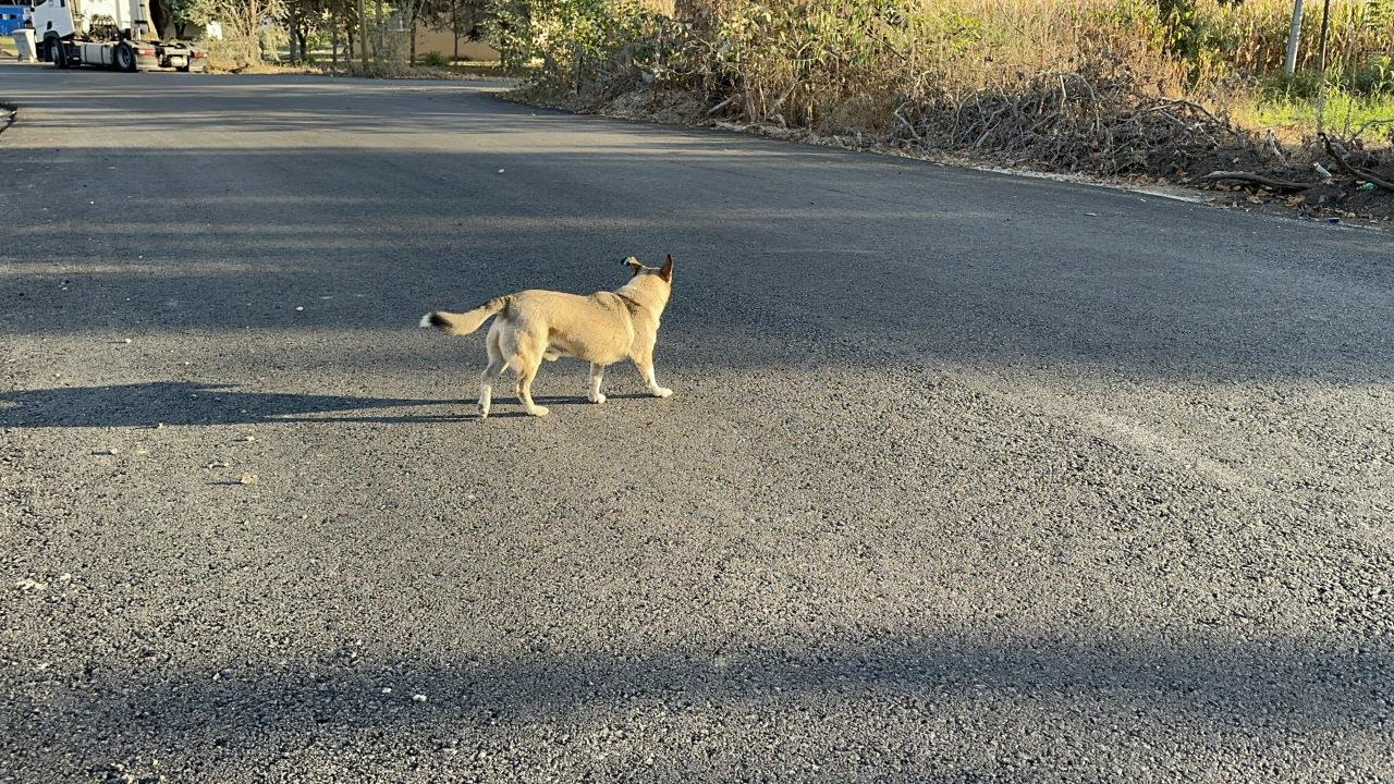 Sakarya'da 11 yaşındaki kız çocuğu sokak köpeğinin saldırısına uğradı