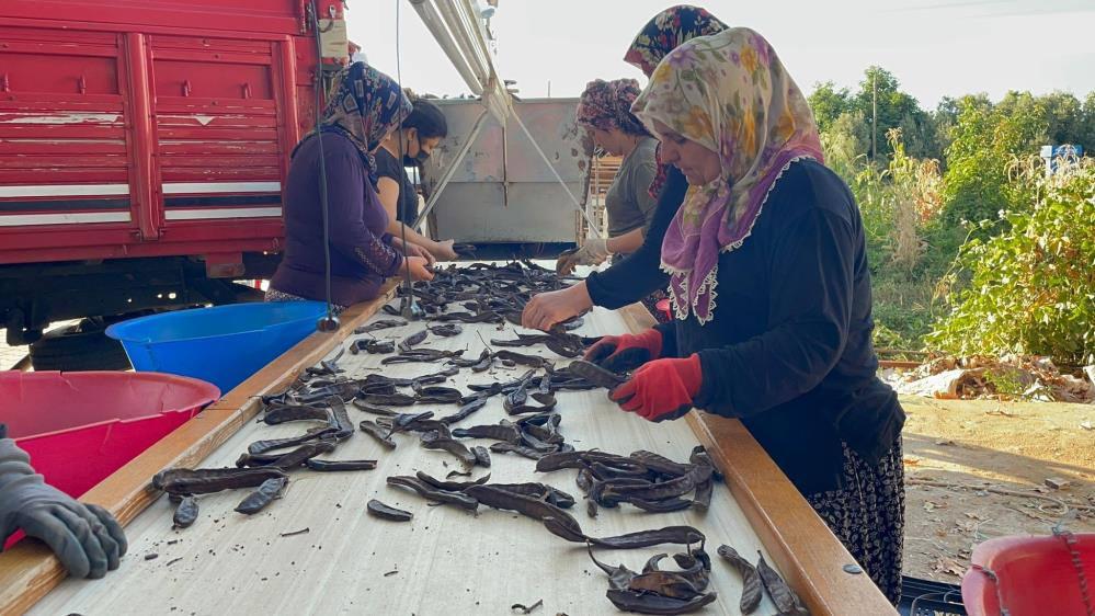 Keçiboynuzu ağaçta kaldı! Fiyat dibe vurdu