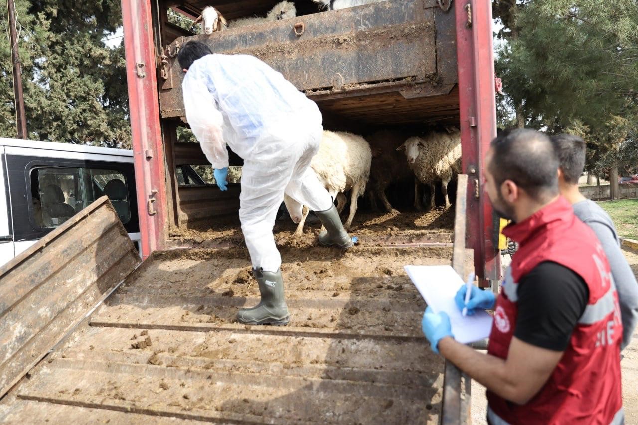 Depremden etkilenen illerde küçükbaş, kanatlı hayvan ve arılı kovan dağıtımları tamamlandı