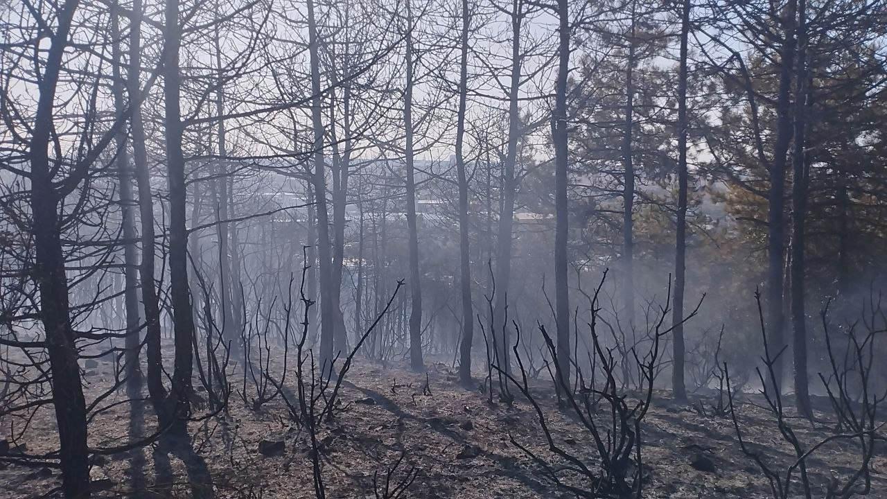 Kocaeli'de ormanlık alanda yangın: Havadan ve karadan müdahale edildi