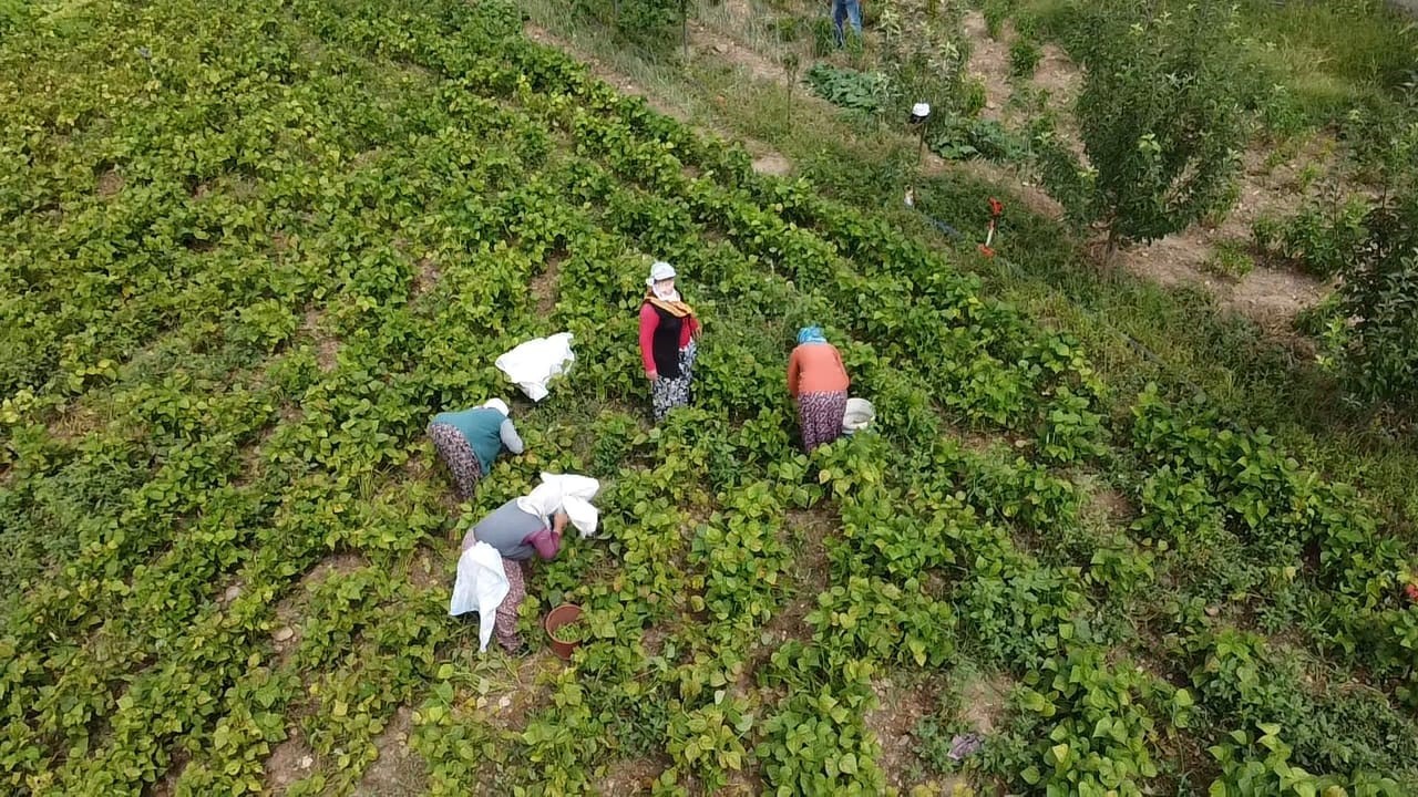 (ÖZEL) Şuhut’ta hasadı yapılan fasulye fiyatıyla üreticisinin yüzünü güldürdü