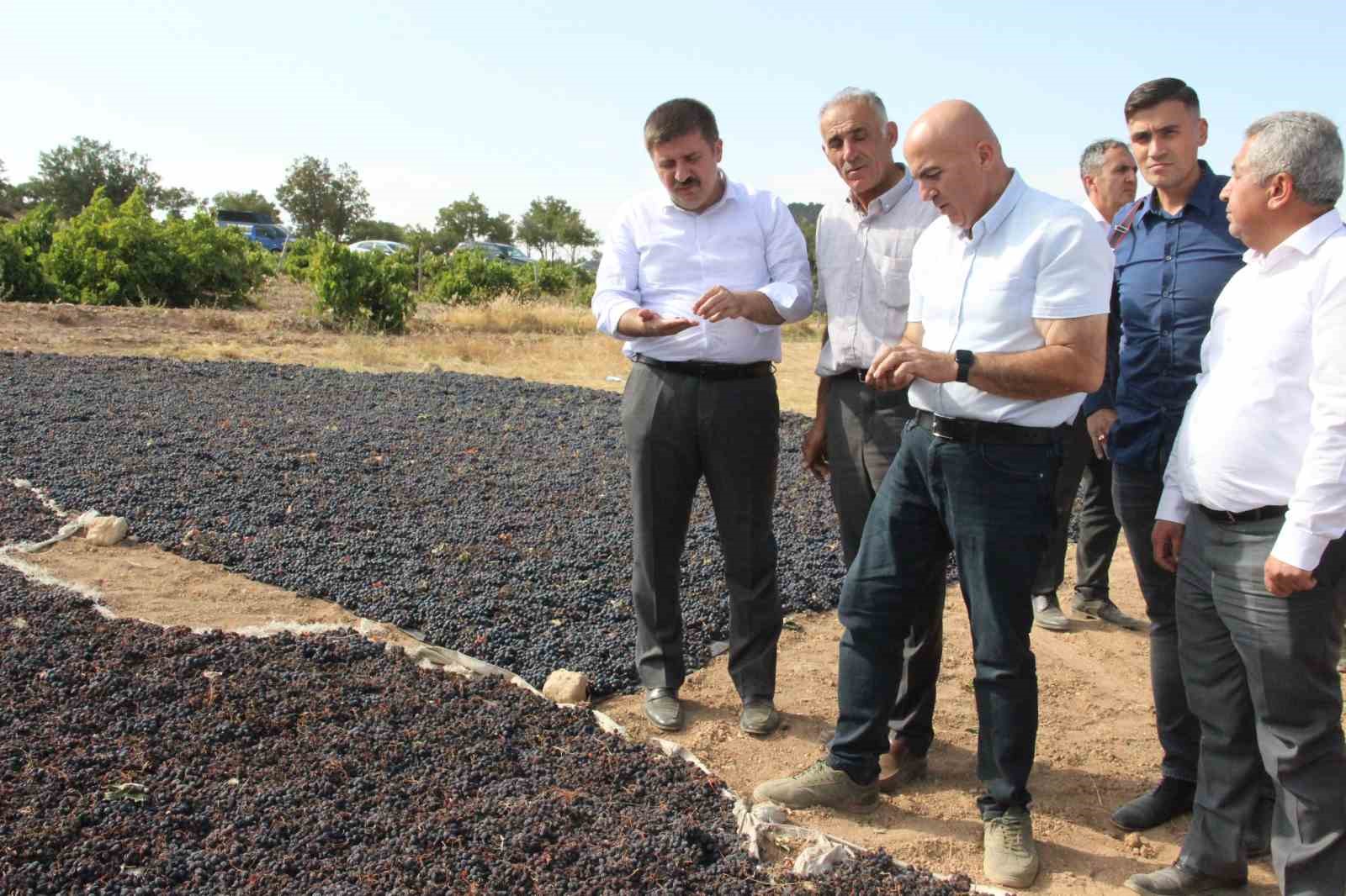 Karaman’da coğrafi işaretli kara elmasın hasadı başladı