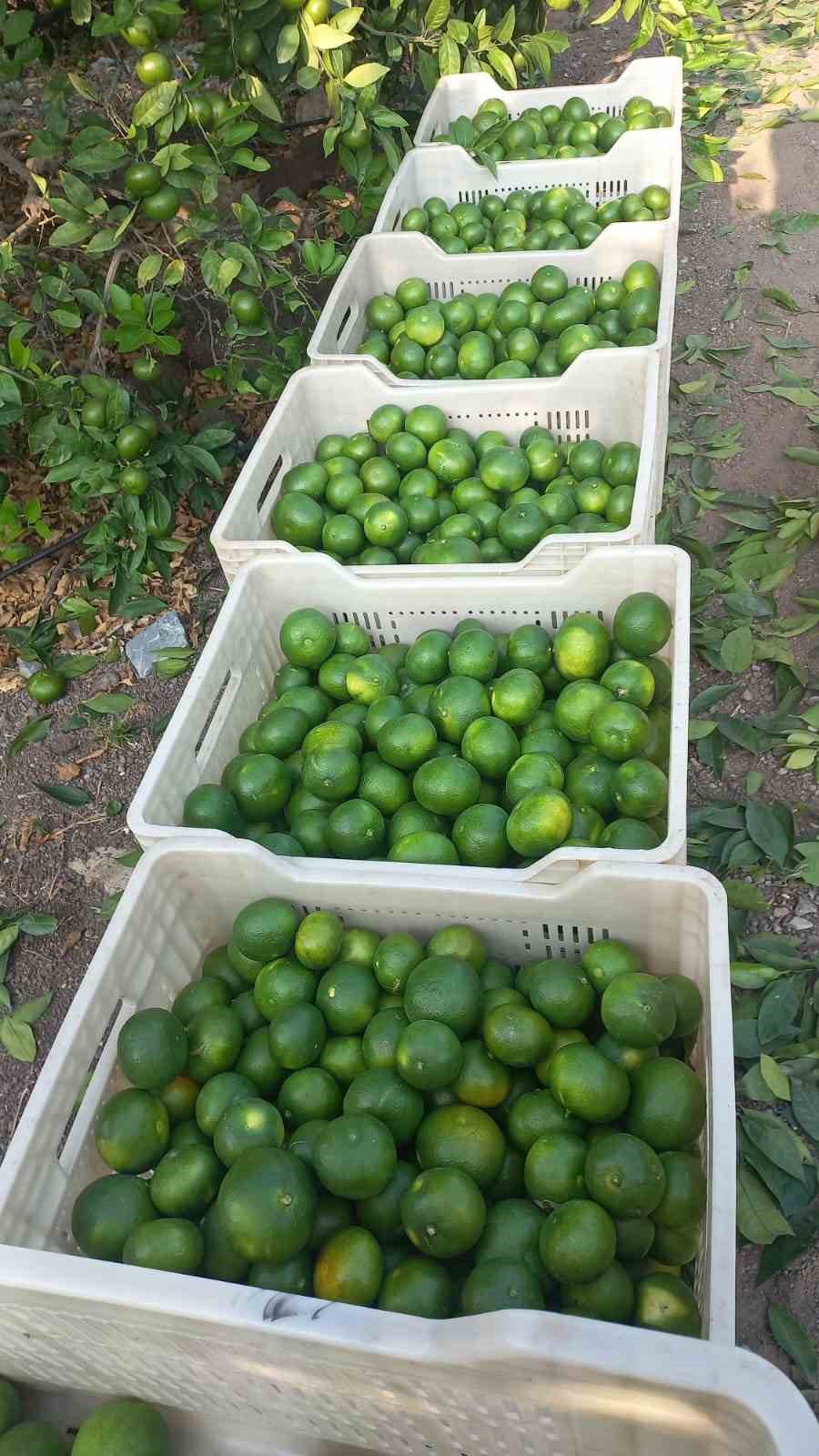 Hatay’da mandalina hasadı başladı