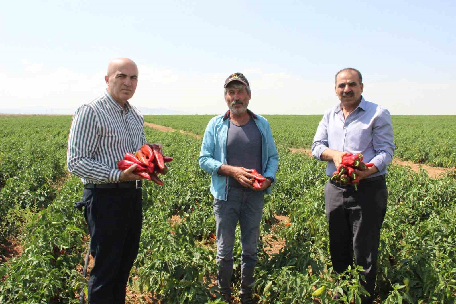 Karaman’da salçalık domates ve biber hasadı başladı