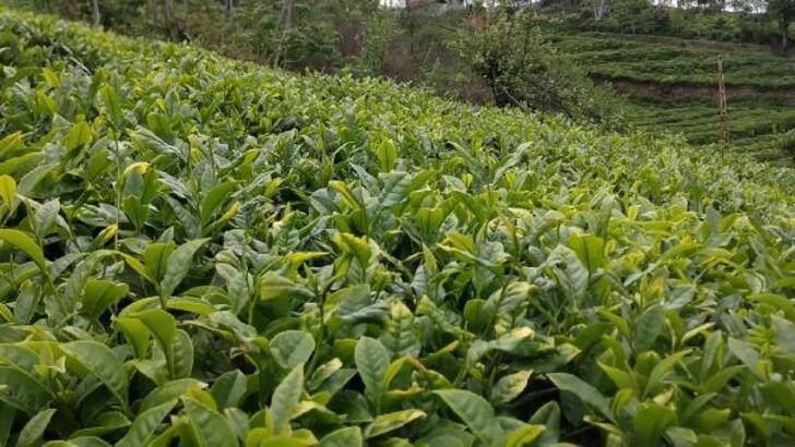 Çay üretiminde kuraklık etkisi: Rekolte gerilemesi devam ediyor!