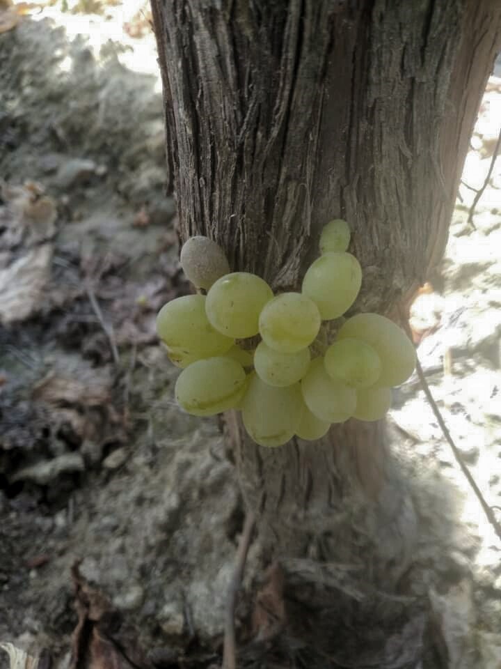 Omcada oluşan üzüm salkımı görenleri şaşırttı