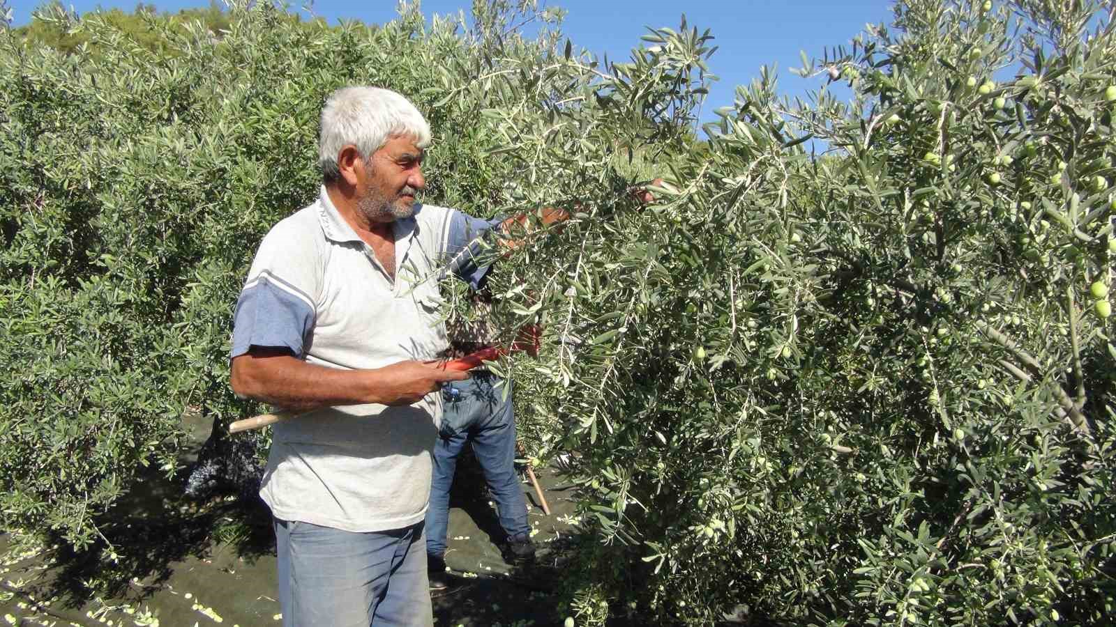 Mersin’de yılın ilk sofralık zeytin hasadı başladı