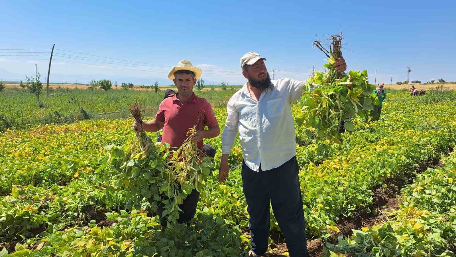 Adilcevaz’da kuru fasulye sökümü başladı